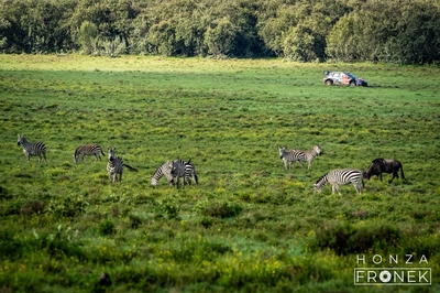 Adrien Fourmaux - Alexandre Coria
74º Safari Rally Kenya 2026. Hyundai i20 N Rally1 (ALZ WR 917). Clasificado 2º.
Hyundai Shell Mobis WRT

Del 12 al 15 de Marzo, Naivasha.
Superficie: tierra.

El Rally constaba de 4 etapas con un total de 1205.46 km de los que 338.34 km divididos en 20 tramos eran cronometrados.

Tomaron la salida 41 equipos, finalizaron 29.

© Honza Fronek

Palabras clave: Ford;Puma;Rally1;Kenya;2026