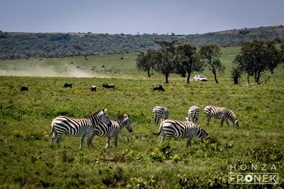 Robert Virves - Jakko Viilo
74º Safari Rally Kenya 2026. Skoda Fabia RS Rally2 (AW TS 641). Clasificado 5º.
Toksport WRT

Del 12 al 15 de Marzo, Naivasha.
Superficie: tierra.

El Rally constaba de 4 etapas con un total de 1205.46 km de los que 338.34 km divididos en 20 tramos eran cronometrados.

Tomaron la salida 41 equipos, finalizaron 29.

© Honza Fronek

Palabras clave: Skoda;Fabia;Rally2;Kenya;2026