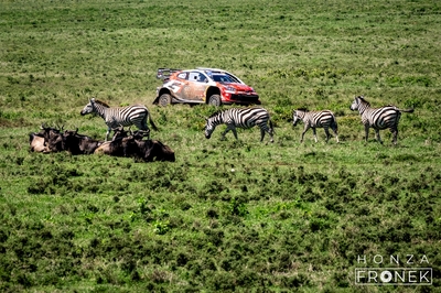 Sébastien Ogier - Lanais Vincent
74º Safari Rally Kenya 2026. Toyota GR Yaris Rally1 (A-7664). Clasificado 11º.
Toyota Gazoo Racing WRT

Del 12 al 15 de Marzo, Naivasha.
Superficie: tierra.

El Rally constaba de 4 etapas con un total de 1205.46 km de los que 338.34 km divididos en 20 tramos eran cronometrados.

Tomaron la salida 41 equipos, finalizaron 29.

© Honza Fronek

Palabras clave: Toyota;Yaris;Rally1;Kenya;2026
