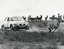 1973_006_017_Josef_Hugh_Lionnet_1973_006_12369144_830052653772635_4985036233431932734_n.jpg