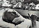 Nombre del archivo=1985_999_004_Ari_Vatanen_1985_999_Ari_Vatanen_t16-1.jpg
Tamaño del archivo=312KiB
Dimensiones=1200x860
Fecha añadida=27 Septiembre 2015 1985_999_004_Ari_Vatanen_1985_999_Ari_Vatanen_t16-1.jpg